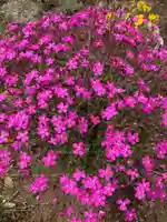 蓮久寺(千葉県)