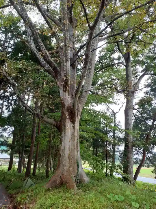 鹿島神社の自然