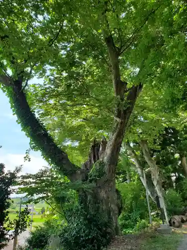 浮島神社の自然
