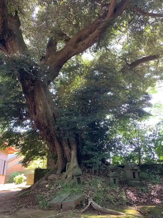 松山神社の自然