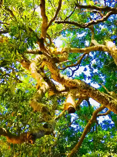 猿田神社の自然