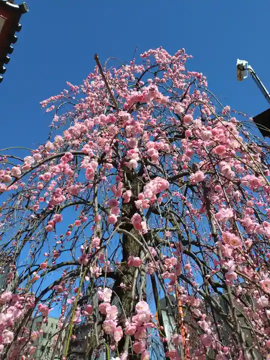 成願寺(東京都)