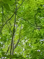 退蔵院(京都府)