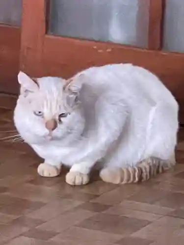 足見田神社の動物