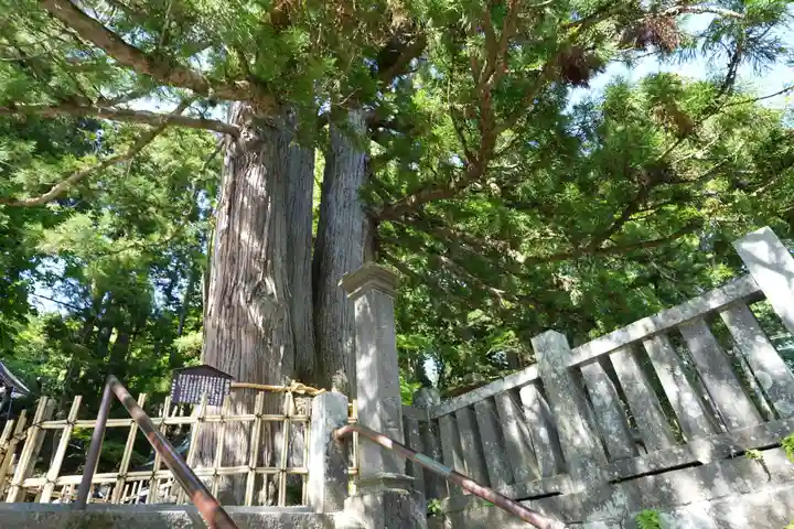 戸隠神社中社の自然