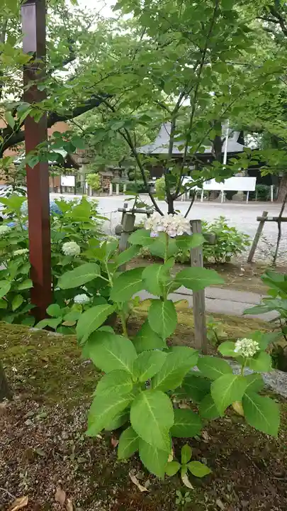 若宮八幡社の自然