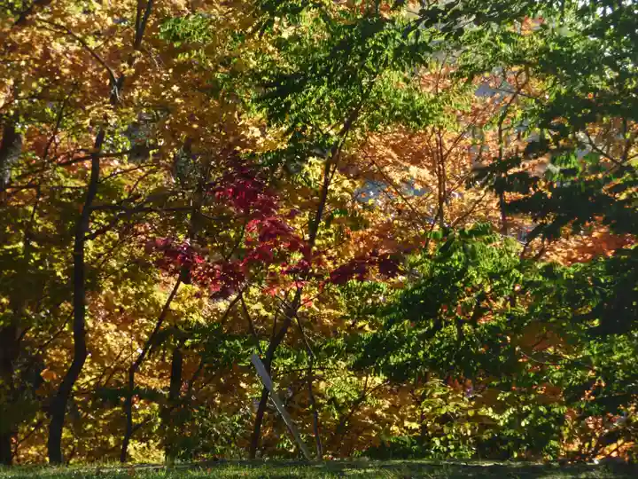 留辺蘂神社の自然
