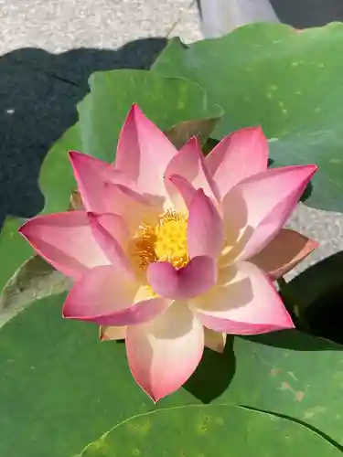 中山寺(兵庫県)