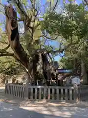 大山祇神社(愛媛県)