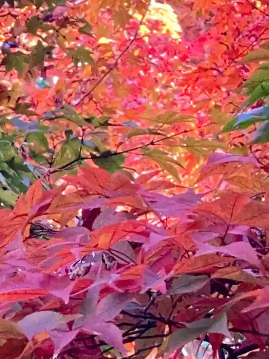 詩仙堂(丈山寺)の自然