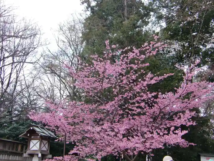 櫻木神社の自然