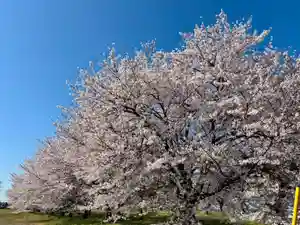 船玉神社(茨城県)(2025年04月09日(水) 13時32分44秒投稿)