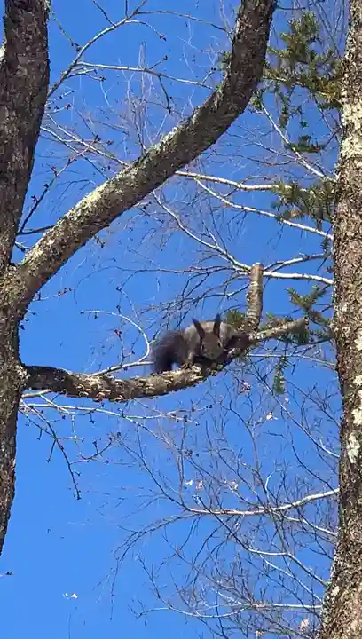 留辺蘂神社の動物