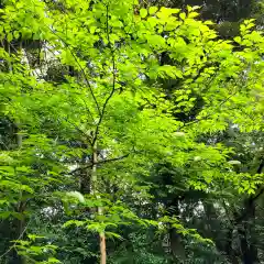 府八幡宮の自然