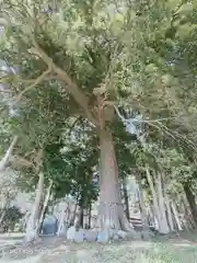 宇都母知神社の自然