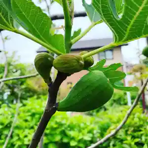 豊景神社の自然(2021年05月17日(月) 06時28分41秒投稿)