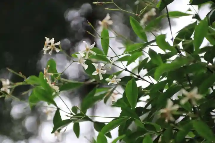 鹿島大神宮の自然