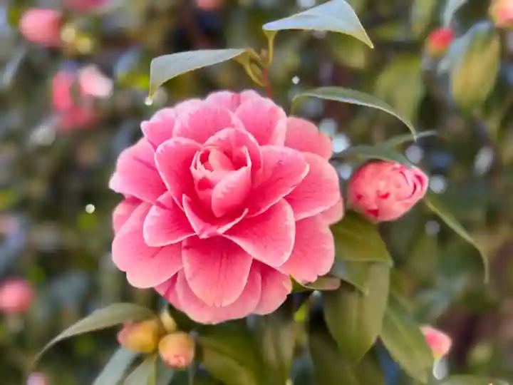 神田神社(神田明神)の{uncategorized: "未分類", other: "その他", undefined: "問題あり", building: "その他建物", grave: "お墓", sacred_gate: "鳥居", guardian: "狛犬", statue: "像", buddha: "仏像", history: "歴史", nature: "自然", garden: "庭園", animal: "動物", pagoda: "塔", temizu: "手水舎", mountain_gate: "山門・神門", sanctuary: "本殿・本堂", subordinate: "末社・摂社", art: "芸術", scenery: "景色", jizo: "地蔵", ema: "絵馬", goshuin: "御朱印", omikuji: "おみくじ", items: "授与品その他", amulet: "お守り", goshuincho: "御朱印帳", eats: "食事", festival: "お祭り", votive_dance: "神楽", shichigosan: "七五三参", wedding: "結婚式", experience: "体験その他", initially: "初詣", around: "周辺", anti_infection: "感染症対策"}