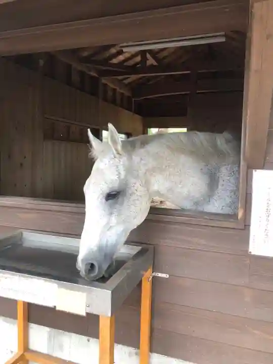 鹿児島神宮(鹿児島県)