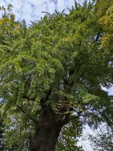 芝東照宮の自然
