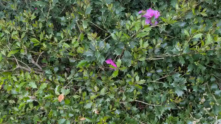 岩崎神社の自然