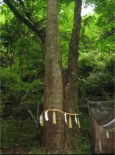 貴船神社奥宮の自然