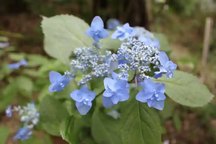 高幡不動尊 金剛寺(東京都)
