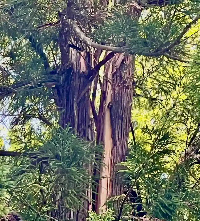 蚊里田八幡宮(長野県)