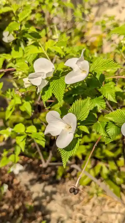 粟嶋堂宗徳寺の自然
