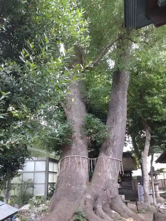 鳩ヶ谷氷川神社の自然