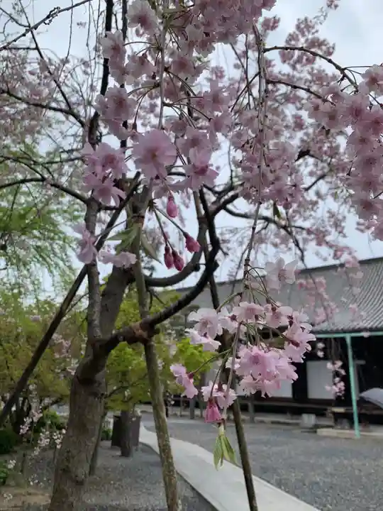 蓮華王院(三十三間堂)の自然