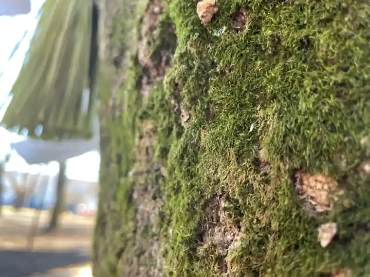 新田稲荷神社の自然