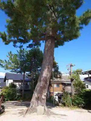 阿須利神社の自然