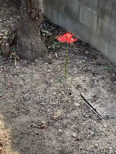 若宮神社の自然