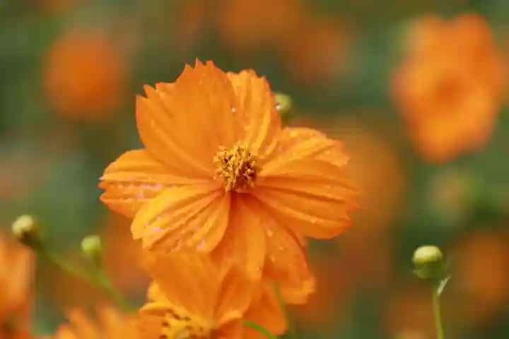 豊景神社の自然