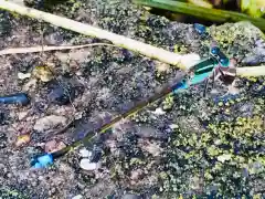 青麻神社の動物