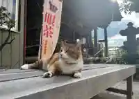 秩父札所十三番 慈眼寺の動物