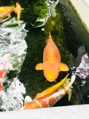 大聖観音寺（あびこ観音）(大阪府)