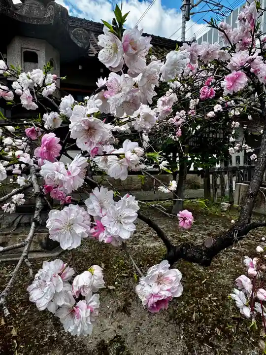 六孫王神社(京都府)