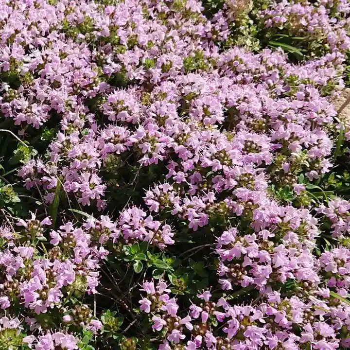 寿量山 速成寺の自然