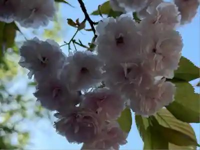 蓮馨寺(埼玉県)