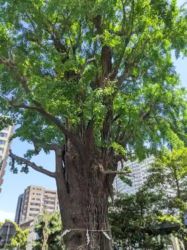 磐井神社の自然
