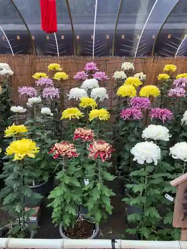 薦神社のお祭り