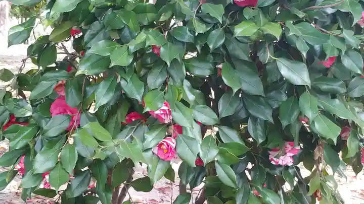 十日恵比須神社の自然