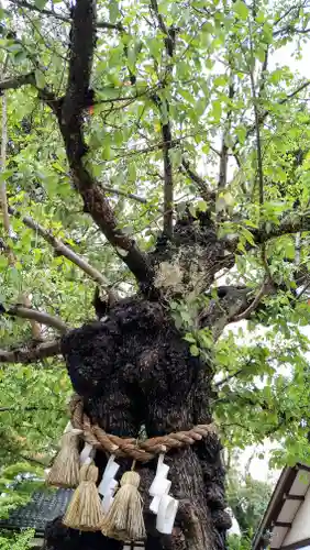 射水神社の自然