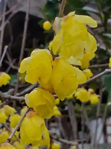 沙沙貴神社の自然