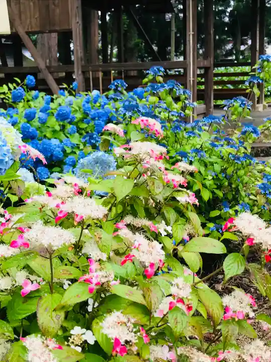 幸徳院笹野寺の自然