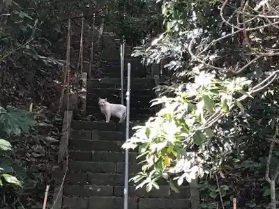 愛宕神社の動物