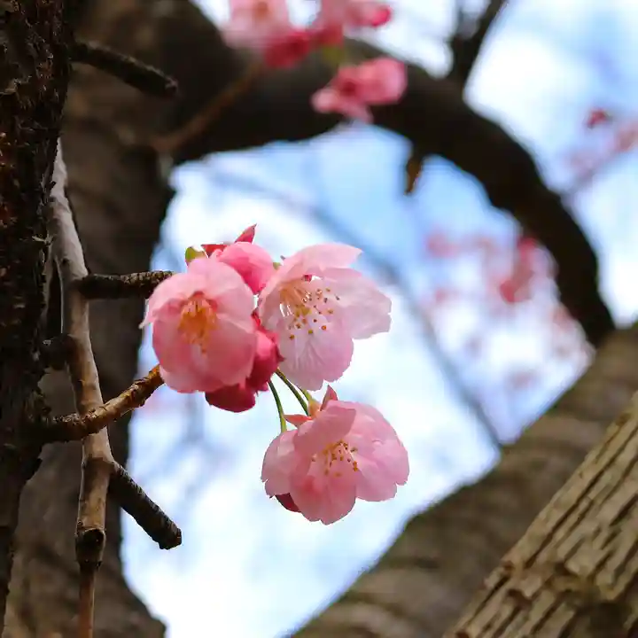 三津厳島神社の自然