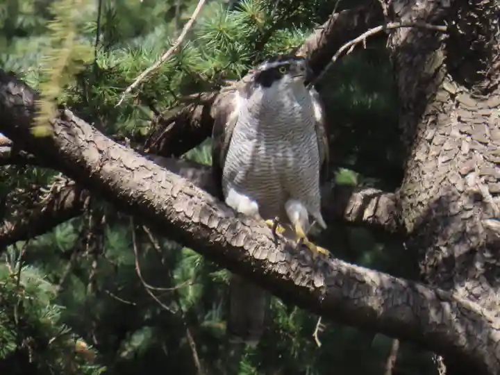 熊野神社(東京都)